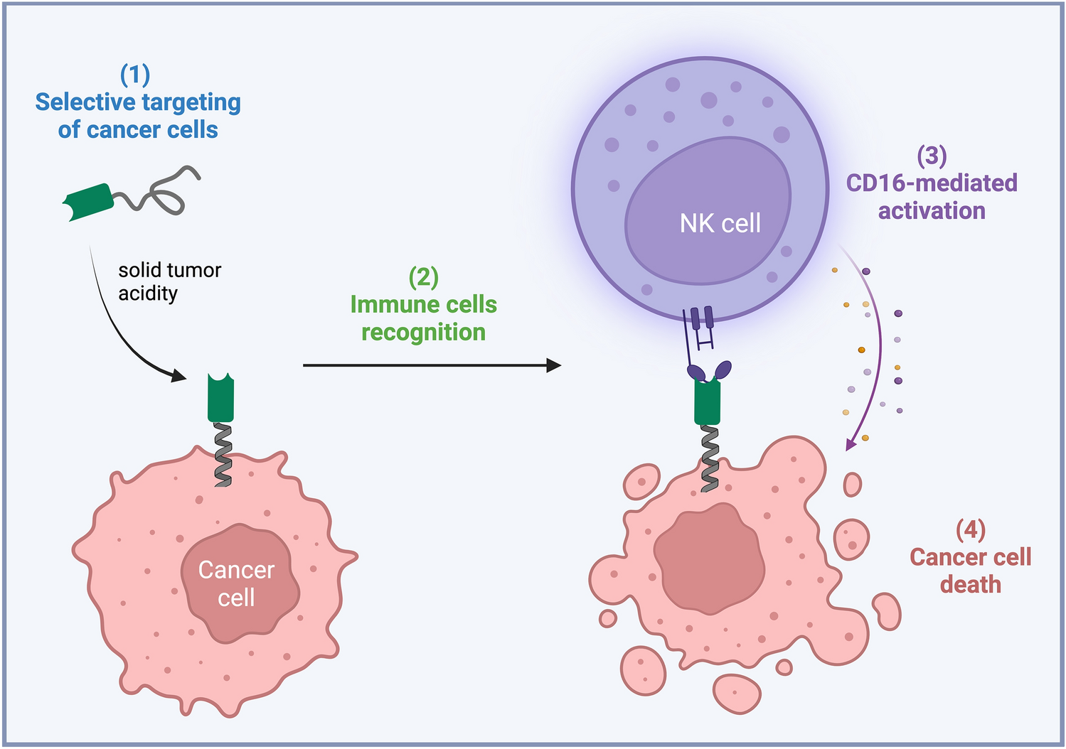 Enhancing Anti-Cancer Immune Response by Acidosis-Sensitive Nanobody Display