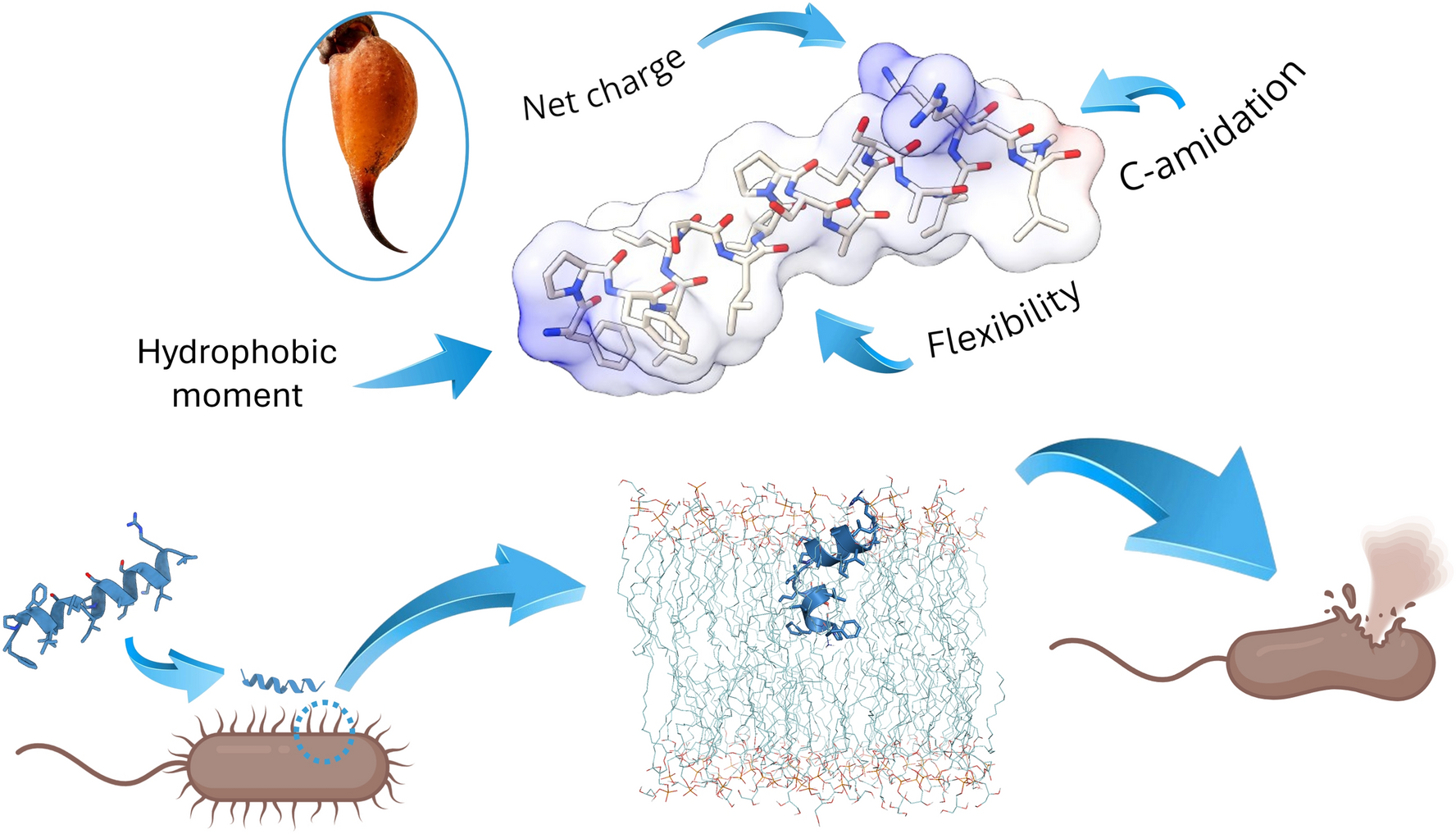 A Critical Review of Short Antimicrobial Peptides from Scorpion Venoms, Their Physicochemical Attributes, and Potential for the Development of New Drugs