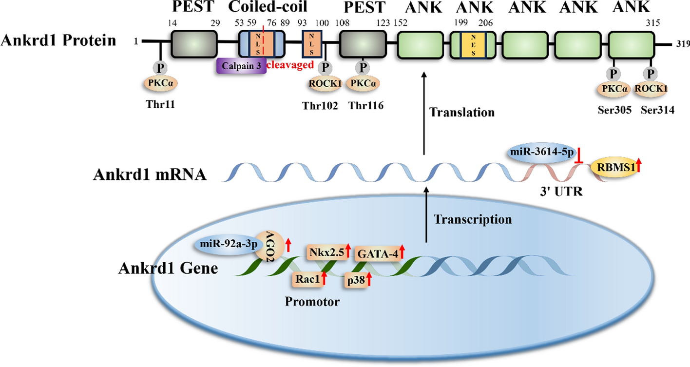 Research progress of ankyrin repeat domain 1 protein: an updated review