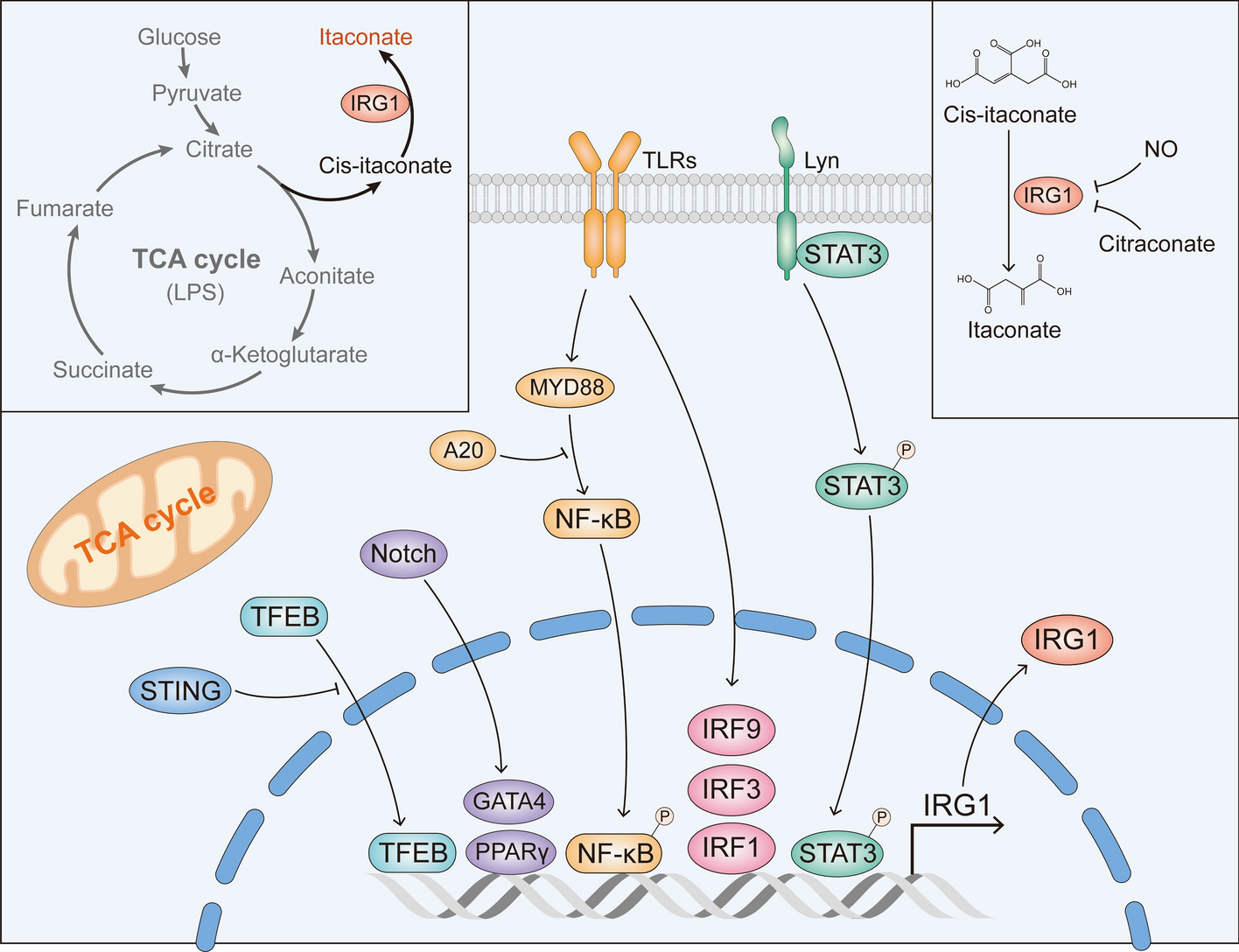 The role and therapeutic potential of itaconate in lung disease