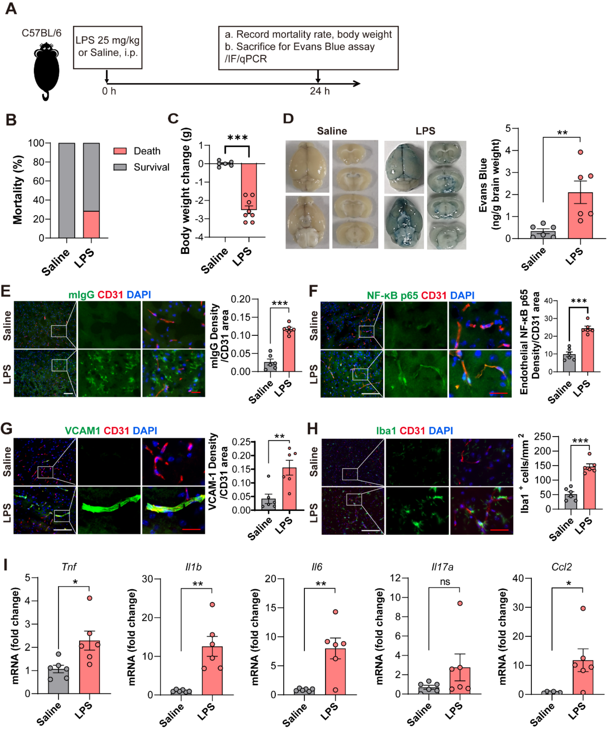 Compromised endothelial Wnt/β-catenin signaling mediates the blood-brain barrier disruption and leads to neuroinflammation in endotoxemia