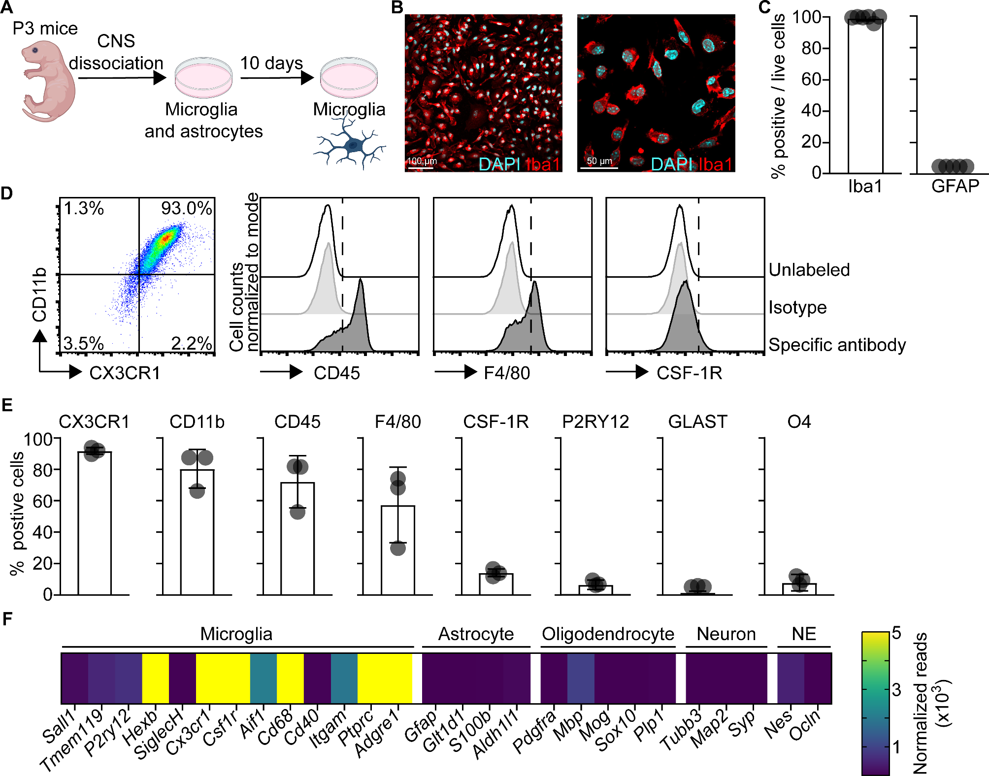 MAVS signaling shapes microglia responses to neurotropic virus infection