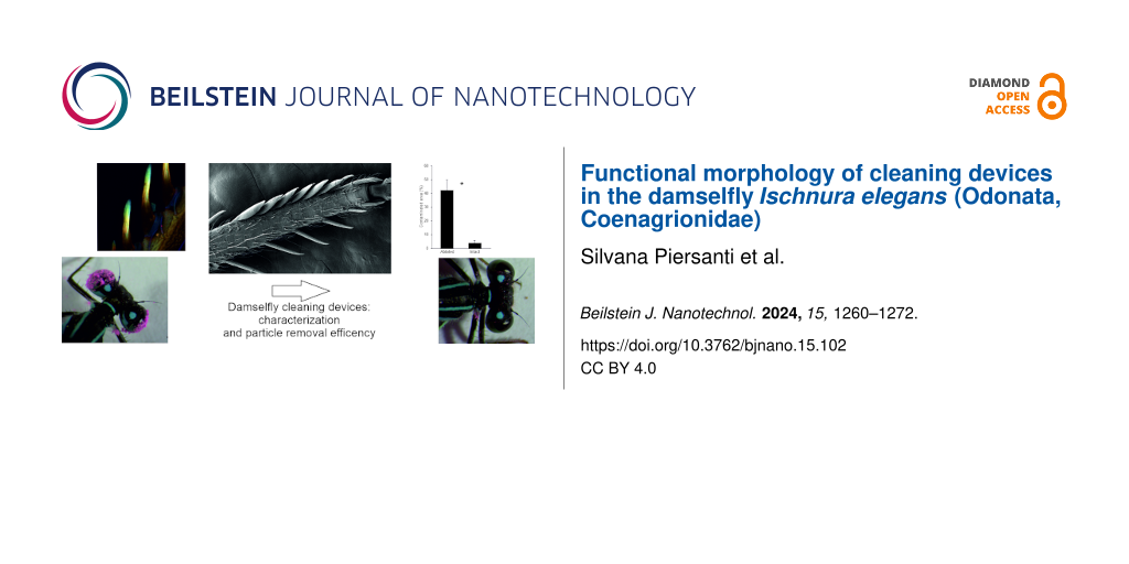 Functional morphology of cleaning devices in the damselfly Ischnura elegans (Odonata, Coenagrionidae)