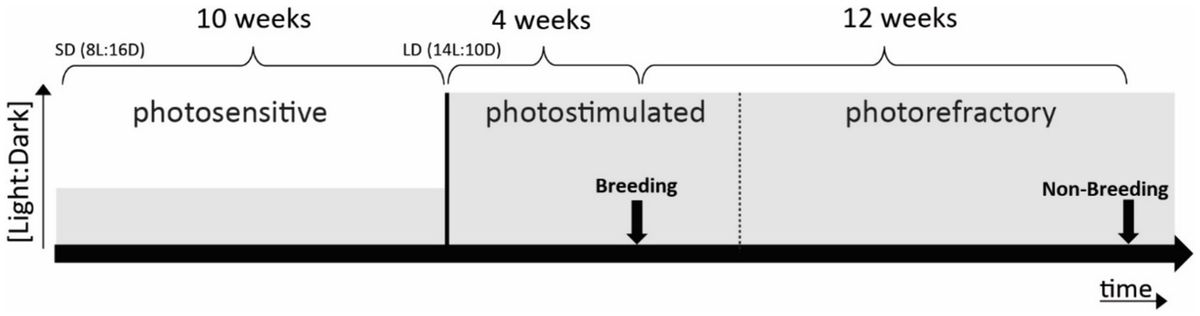 Adult auditory brain responses to nestling begging calls in seasonal songbirds: an fMRI study in non-parenting male and female starlings (Sturnus vulgaris)