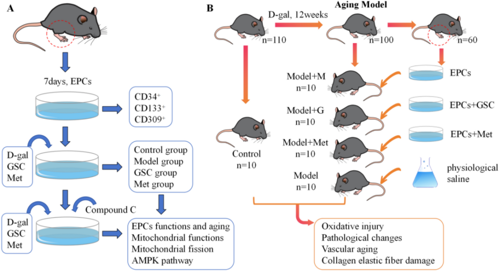 Yiqihuoxue decoction (GSC) inhibits mitochondrial fission through the AMPK pathway to ameliorate EPCs senescence and optimize vascular aging transplantation regimens