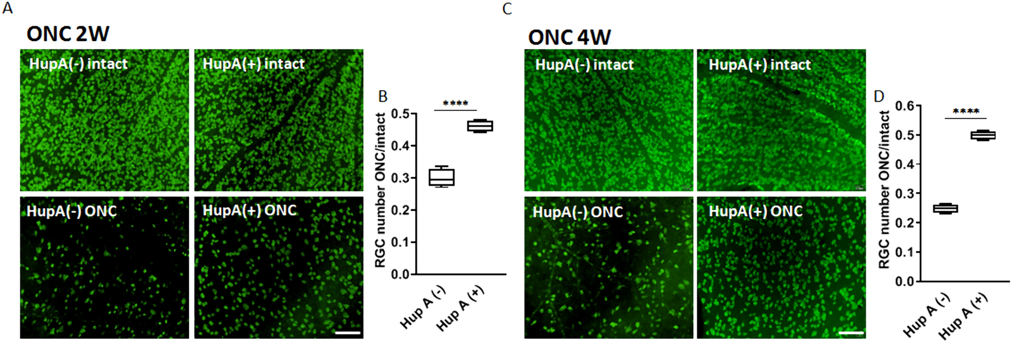 Inhibition of CRMP2 Phosphorylation Suppresses Microglia Activation in the Retina and Optic Nerve and Promotes Optic Nerve Regeneration After Optic Nerve Injury