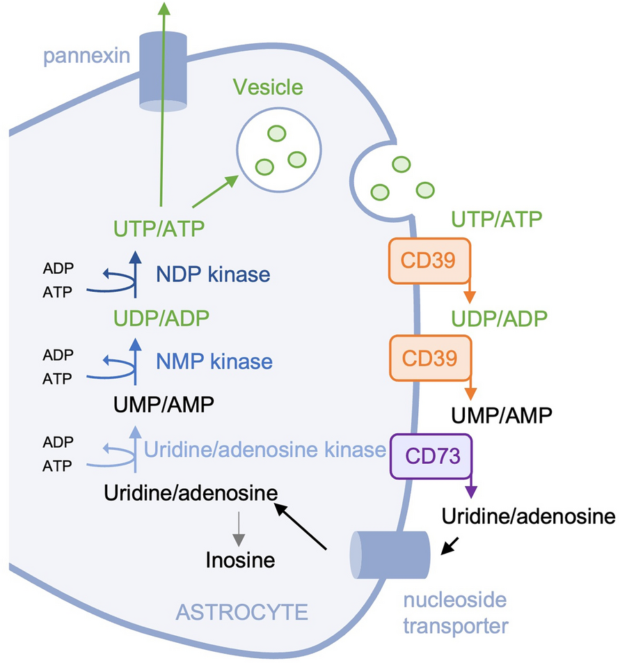 Dysregulated Purinergic Signalling in Fragile X Syndrome Cortical Astrocytes