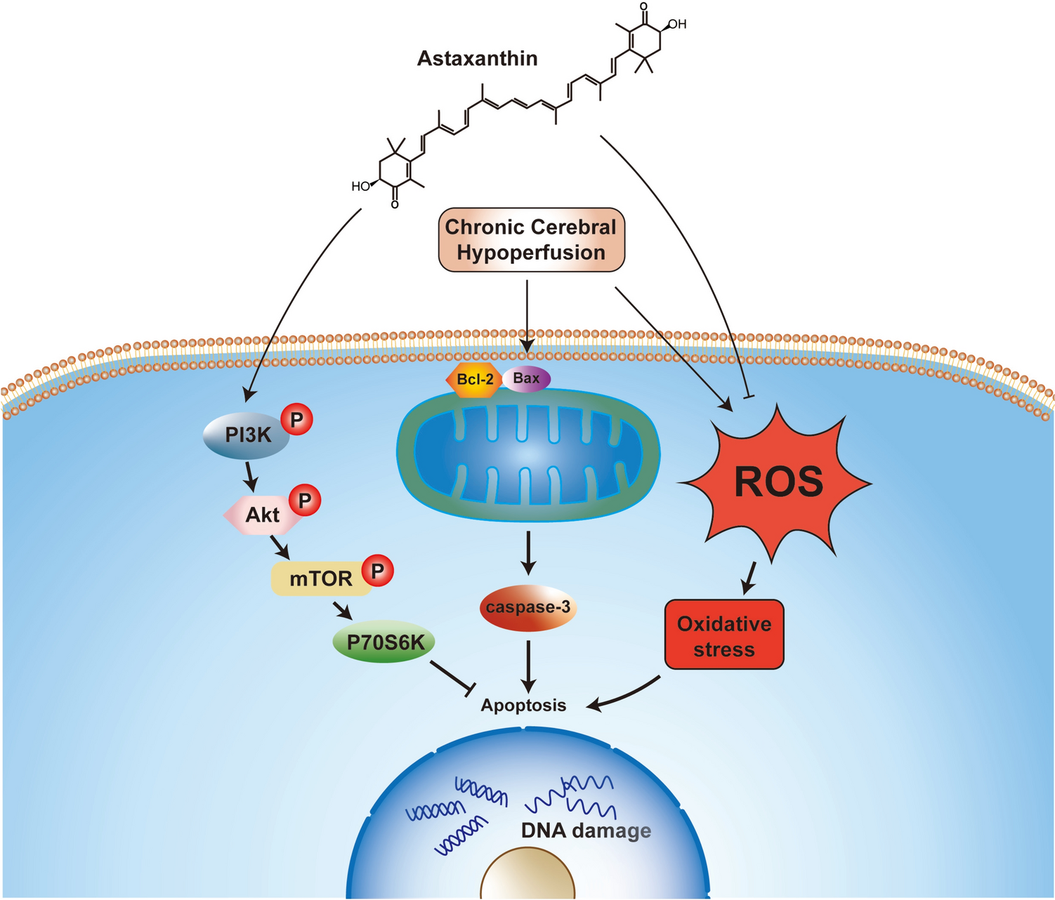 Astaxanthin Rescues Memory Impairments in Rats with Vascular Dementia by Protecting Against Neuronal Death in the Hippocampus