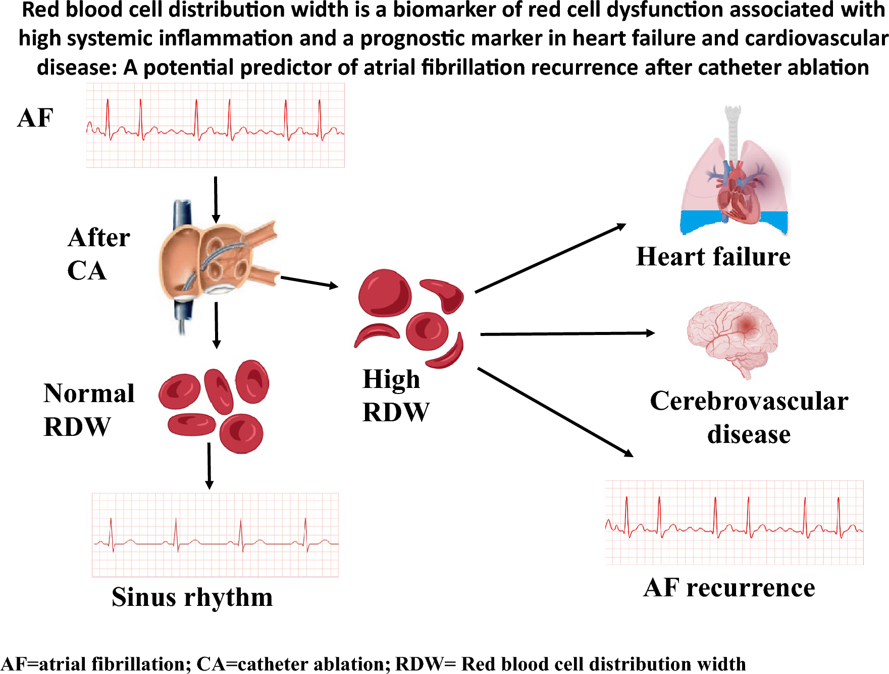 Red Blood Cell Distribution Width is a Biomarker of Red Cell Dysfunction Associated with High Systemic Inflammation and a Prognostic Marker in Heart Failure and Cardiovascular Disease: A Potential Predictor of Atrial Fibrillation Recurrence