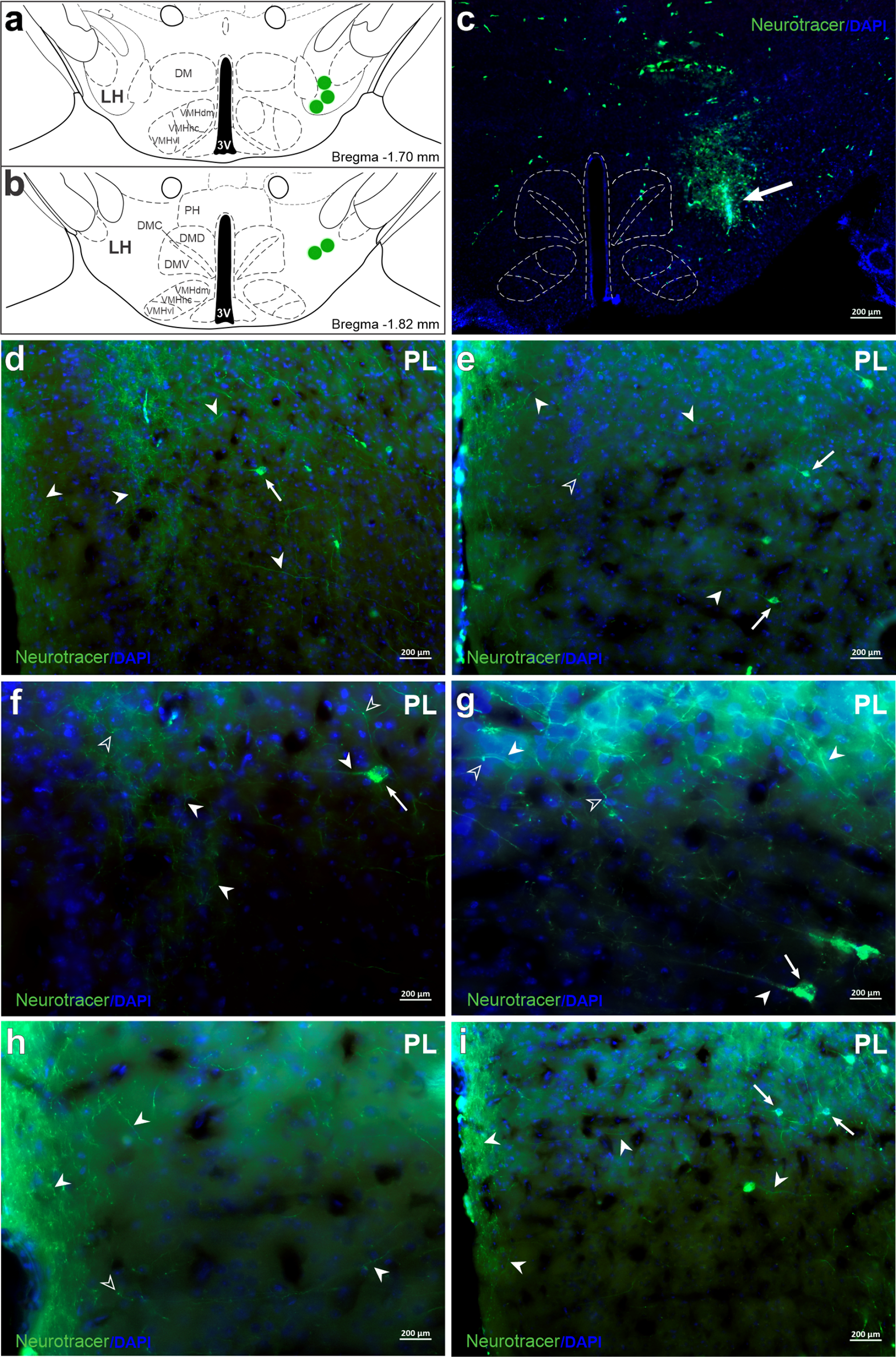 Orexin mechanisms in the prelimbic cortex modulate the expression of contextual conditioned fear