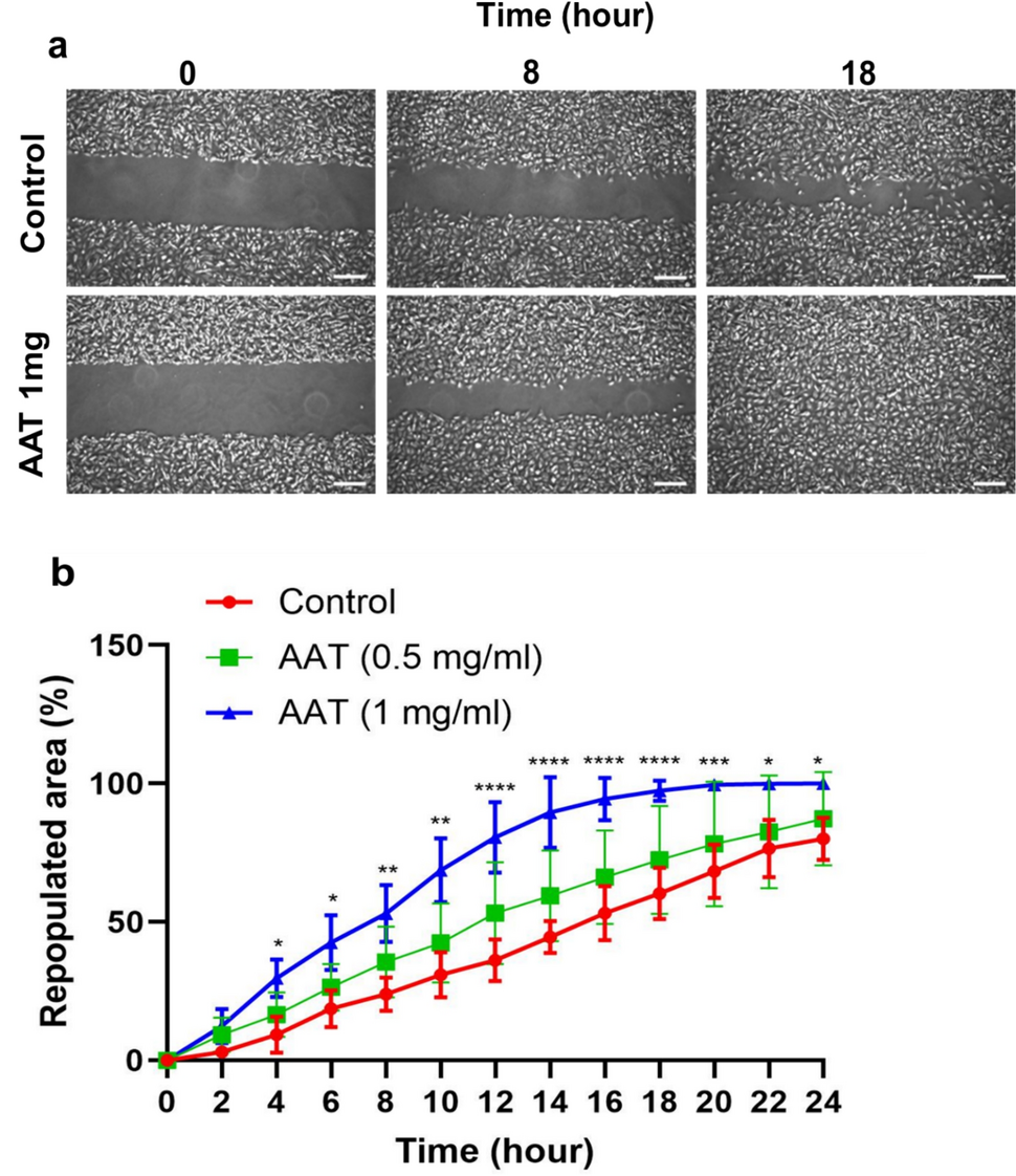 Alpha-1-antitrypsin improves anastomotic healing in intestinal epithelial cells model