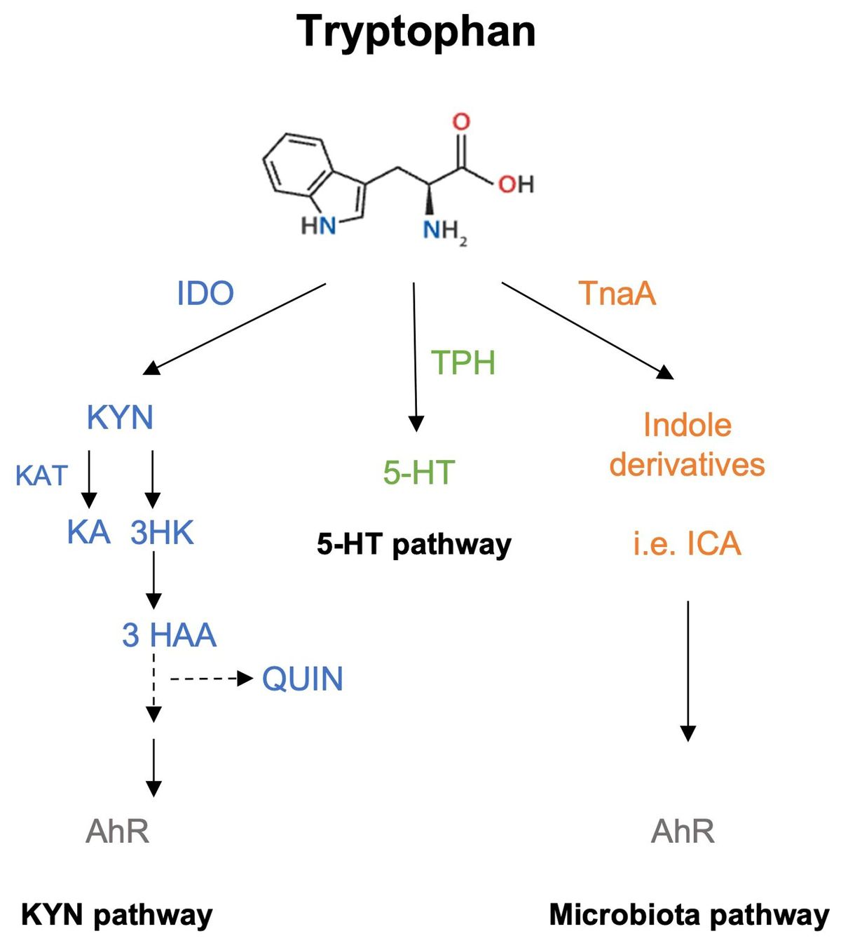 Contribution of tryptophan and its metabolites to transplant outcome: a mini-review