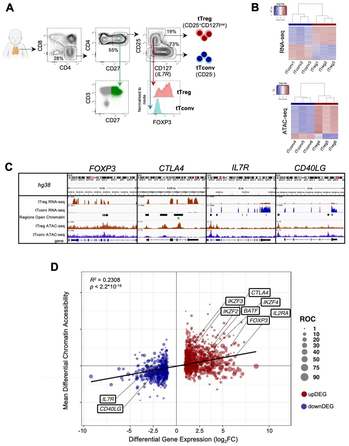 Decoding mutational hotspots in human disease through the gene modules governing thymic regulatory T cells