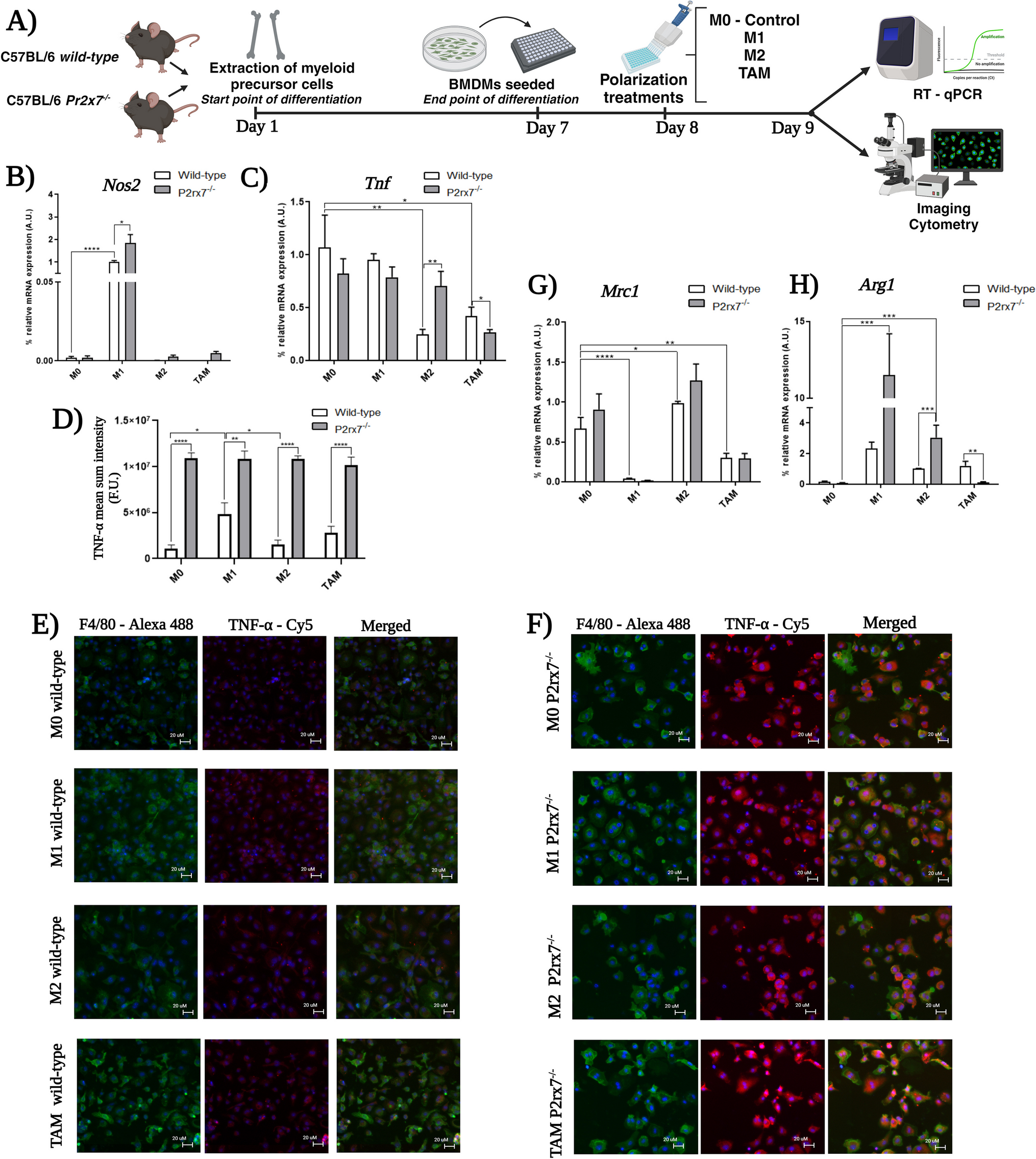 P2X7 receptor in macrophage polarization and its implications in neuroblastoma tumor behavior