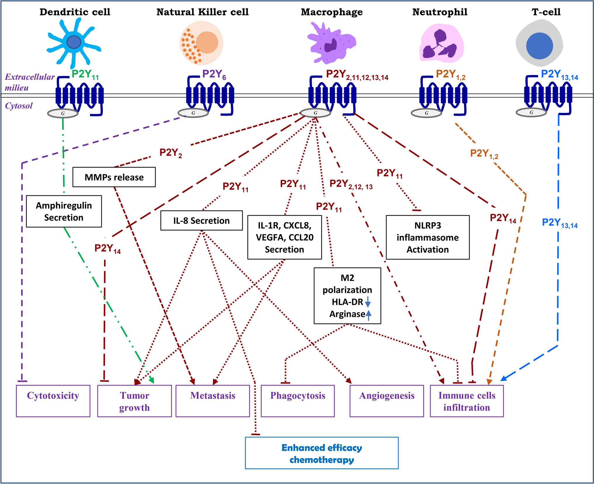 P2 purinergic receptor expression and function in tumor-related immune cells