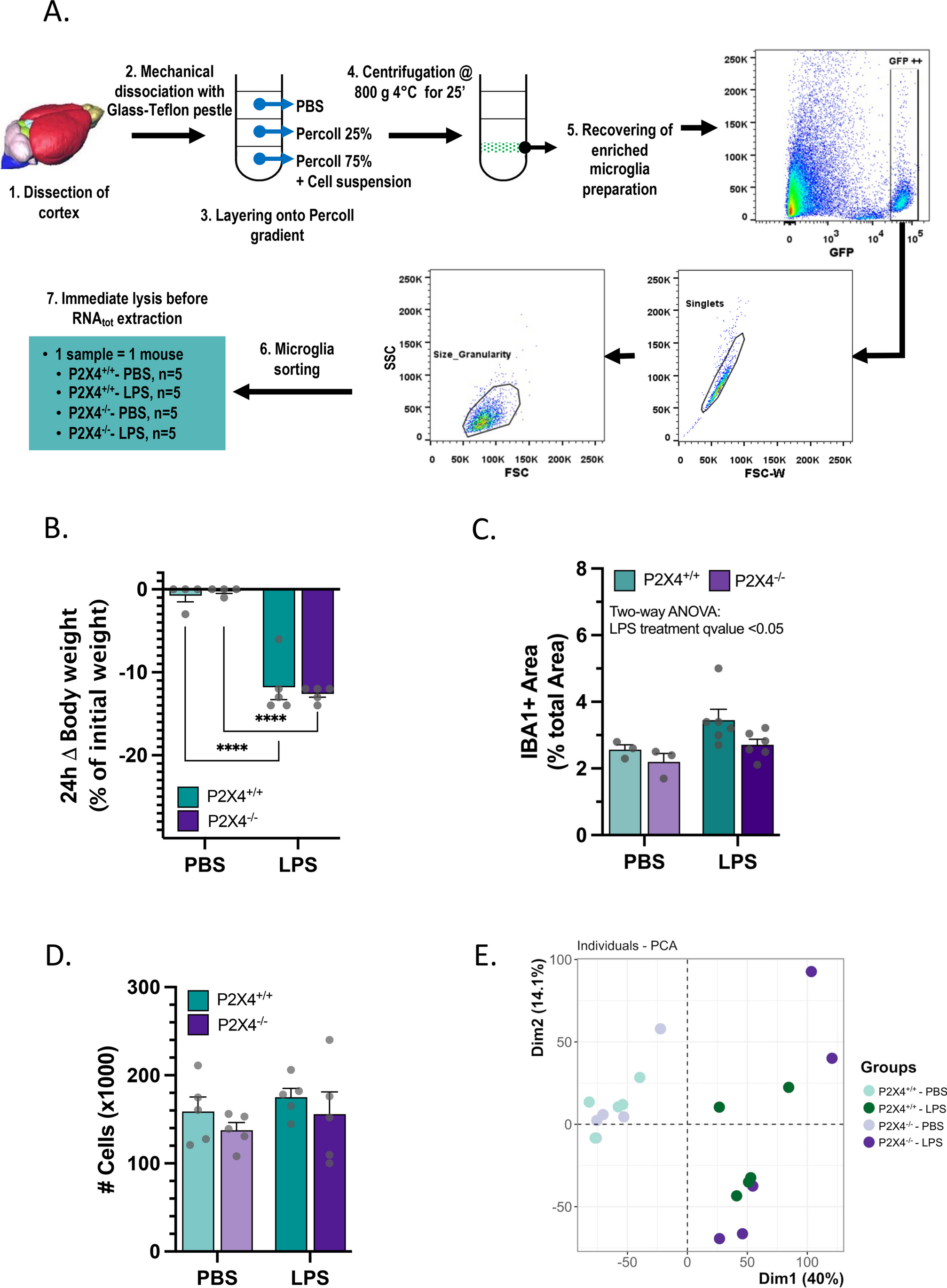 Limited contribution of the of P2X4 receptor to LPS-induced microglial reaction in mice