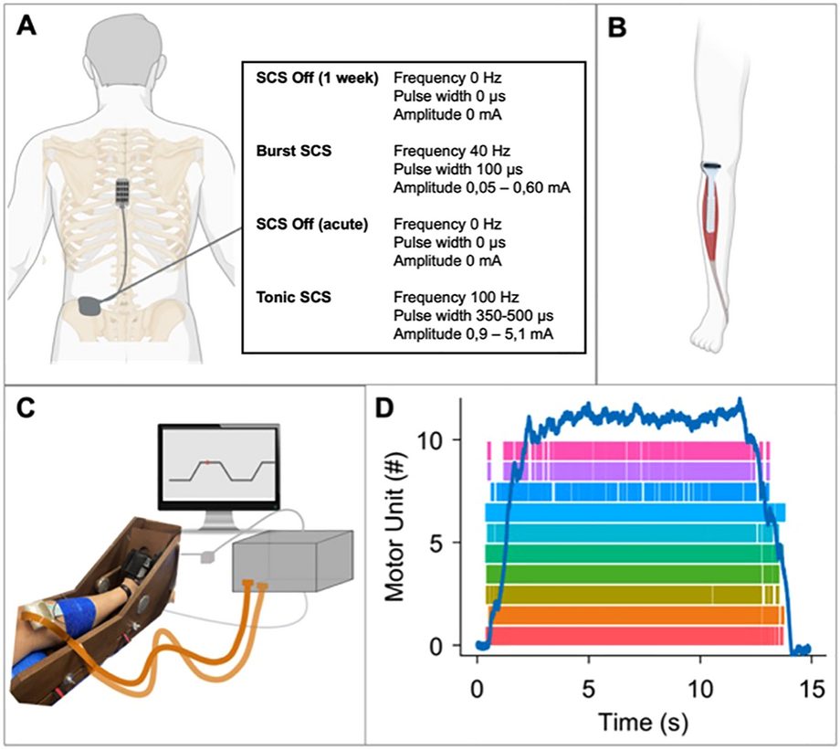 Unaltered Responses of Distal Motor Neurons to Non-Targeted Thoracic Spinal Cord Stimulation in Chronic Pain Patients