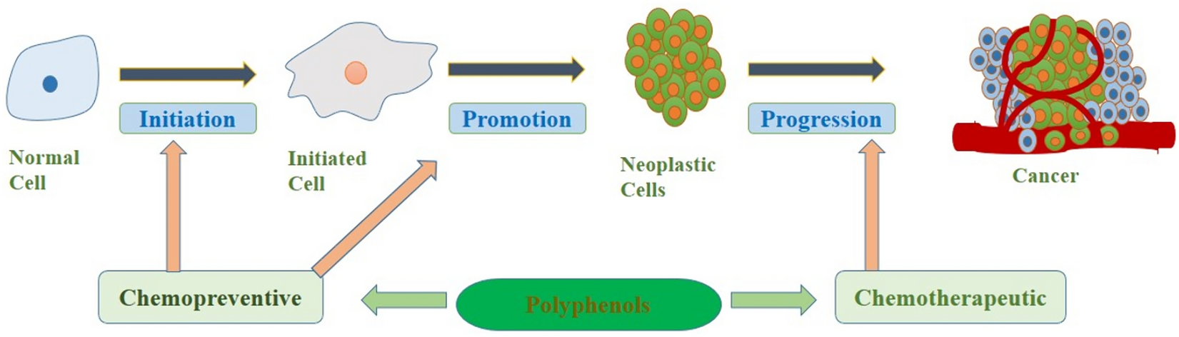 Anti-tumor Effects of Polyphenols via Targeting Cancer Driving Signaling Pathways: A Review