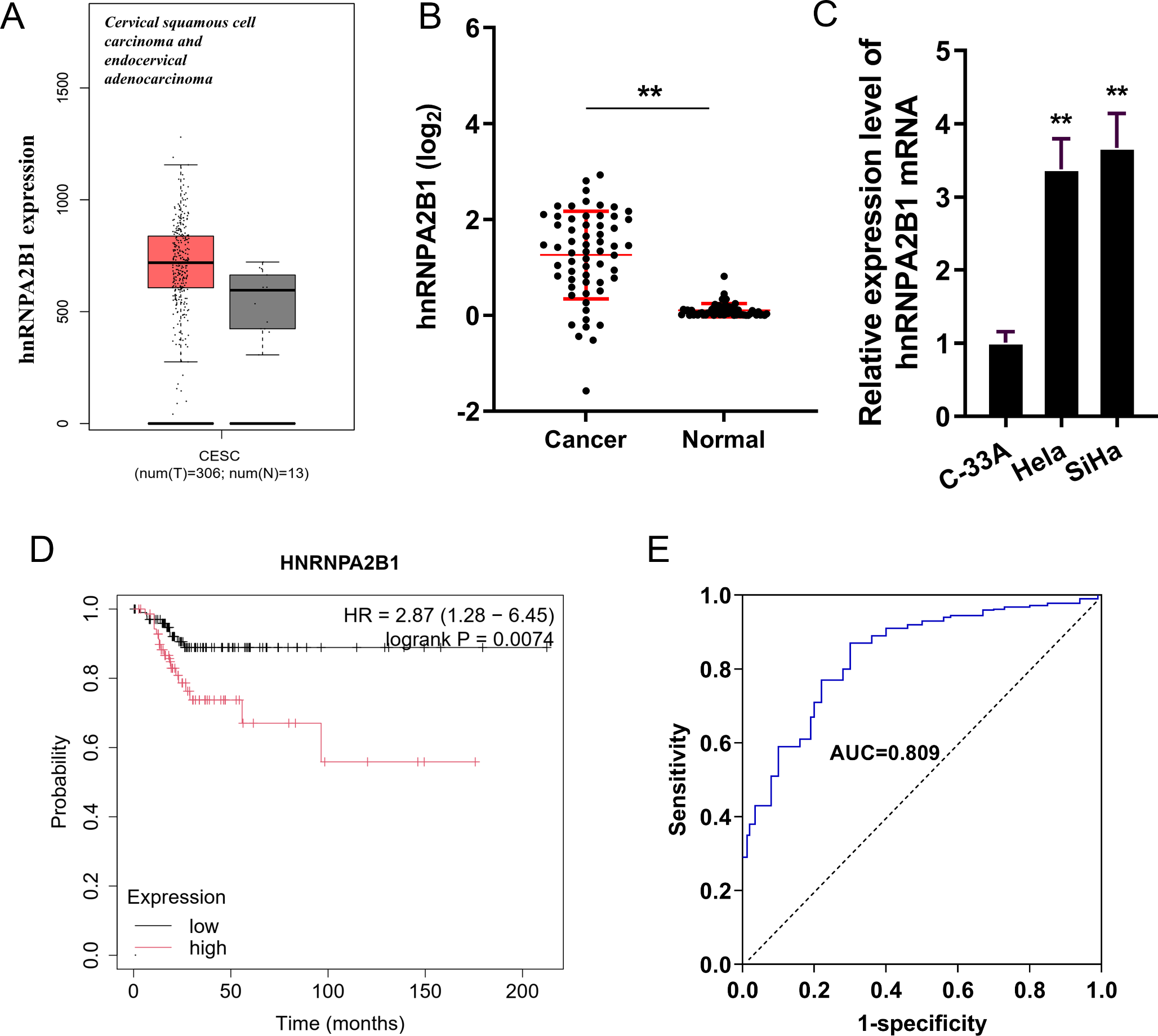 N6-methyladenosine (m6A) reader HNRNPA2B1 accelerates the cervical cancer cells aerobic glycolysis