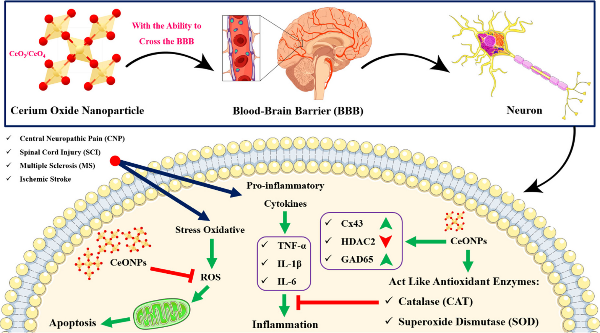 The effect of intra spinal administration of cerium oxide nanoparticles on central pain mechanism: An experimental study