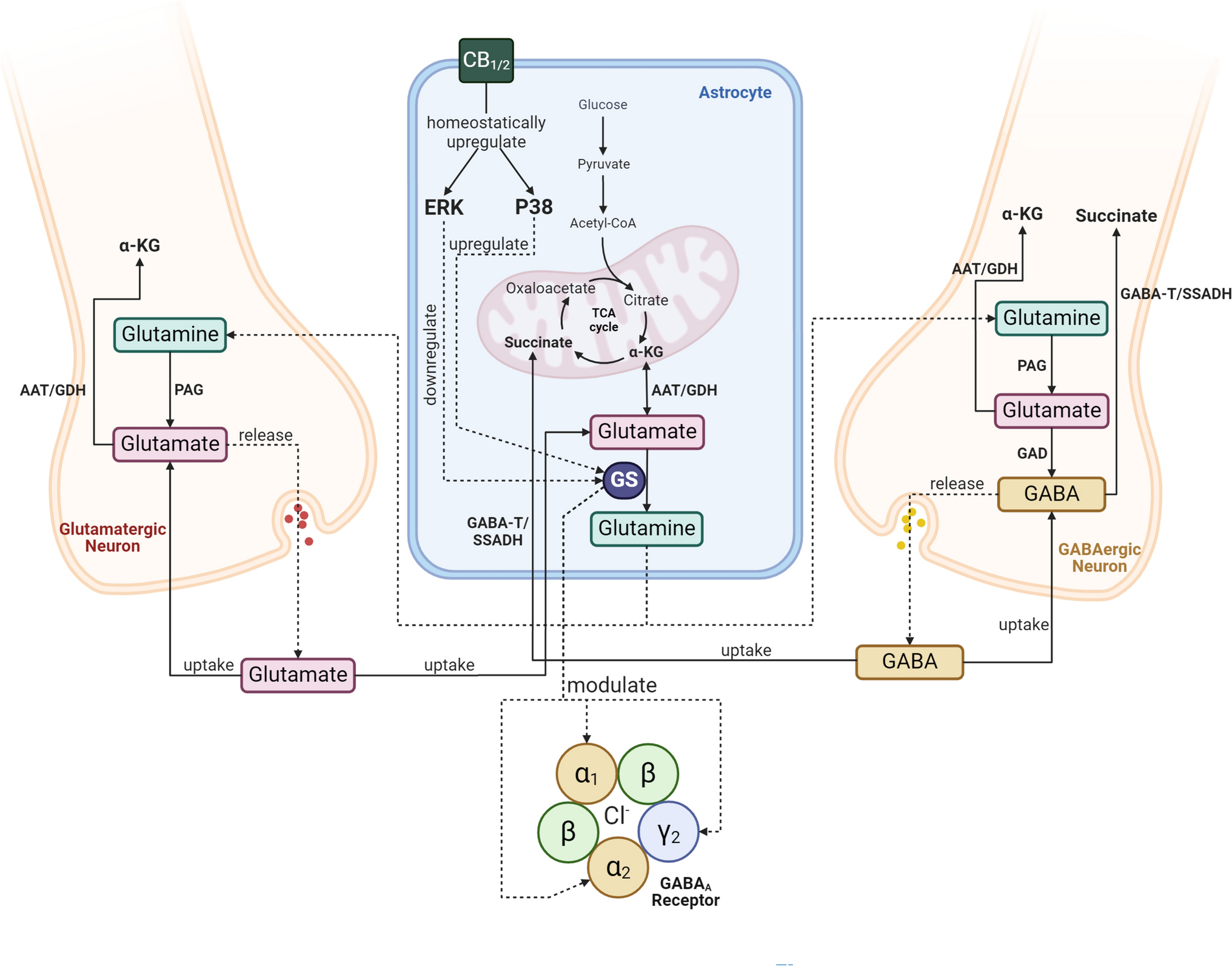 GABAA receptor modulation by the endocannabinoid system: insights into the regulatory mechanisms involving glutamine synthetase and MAPK mediators