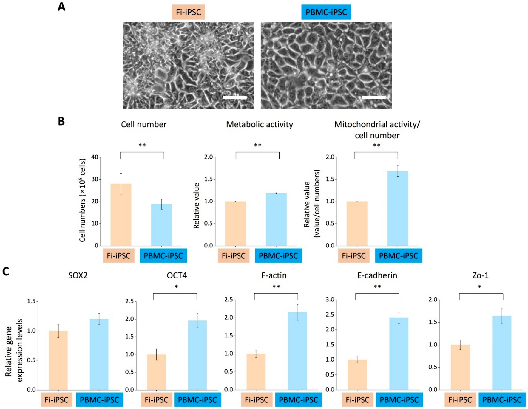 A Study on iPSC-Associated Factors in the Generation of Hepatocytes