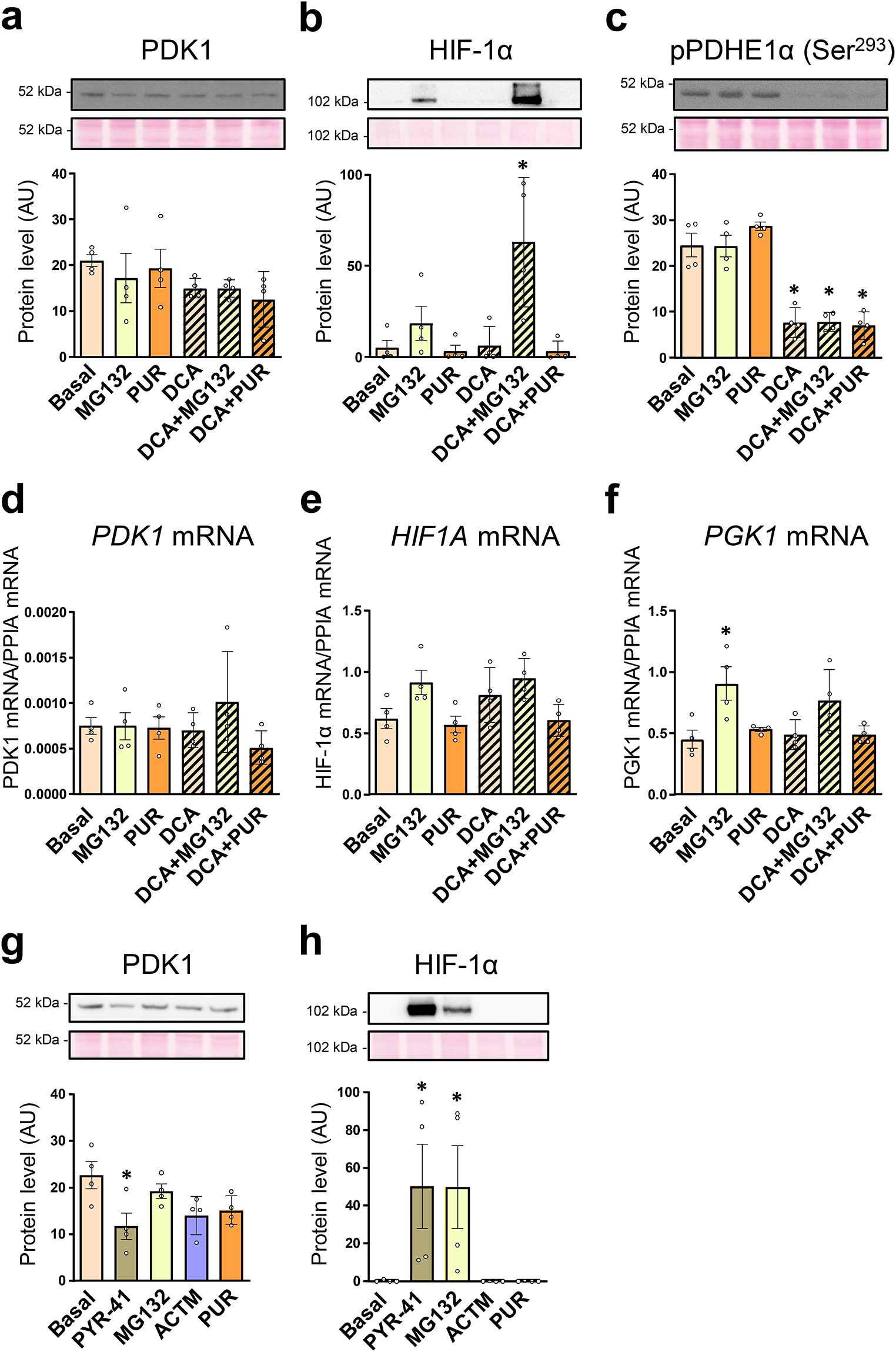 Inhibition of the ubiquitin-proteasome system reduces the abundance of pyruvate dehydrogenase kinase 1 in cultured myotubes