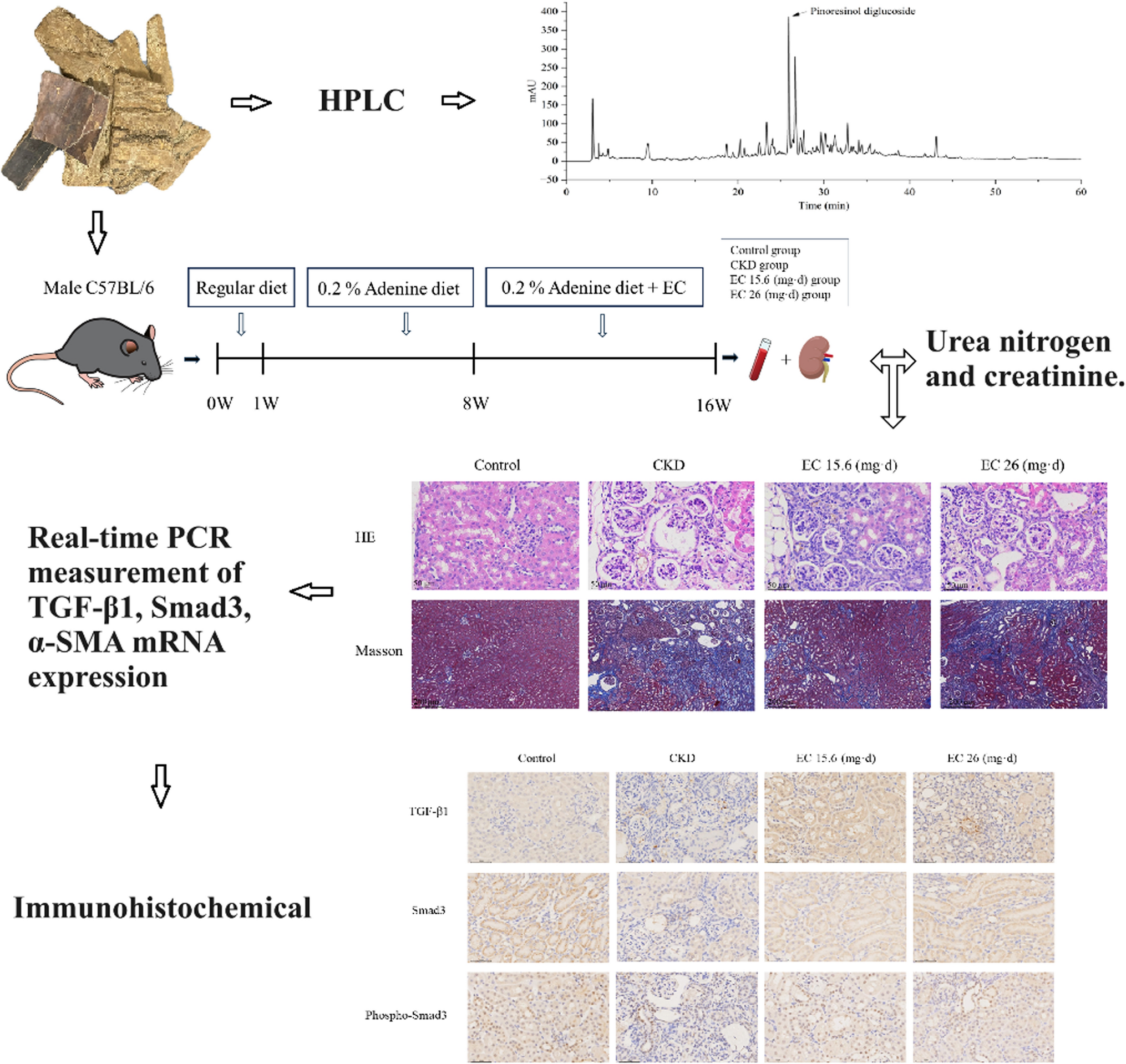 Eucommiae cortex extract alleviates renal fibrosis in CKD mice induced by adenine through the TGF-β1/Smad signaling pathway