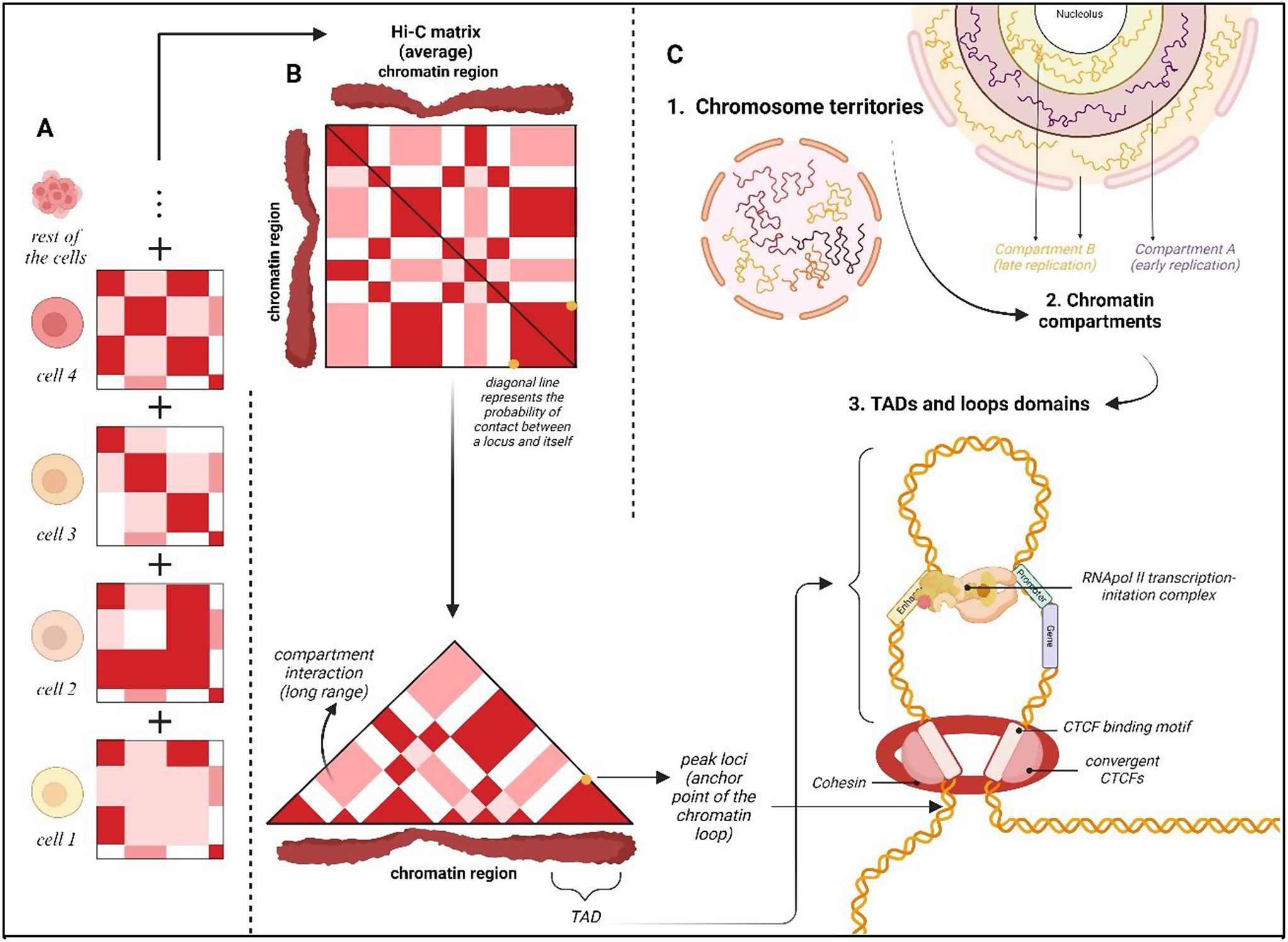 Unraveling the three-dimensional (3D) genome architecture in Neurodevelopmental Disorders (NDDs)