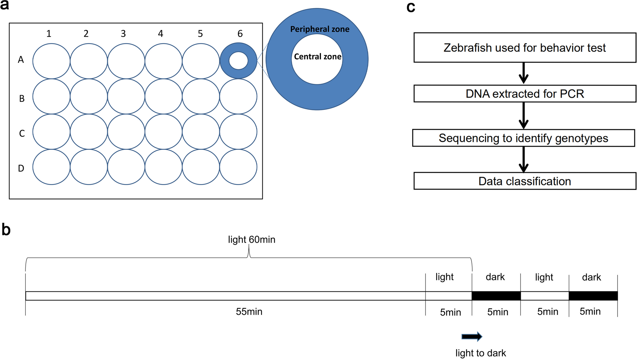 Effects of two chd2-knockout strains on the morphology and behavior in zebrafish