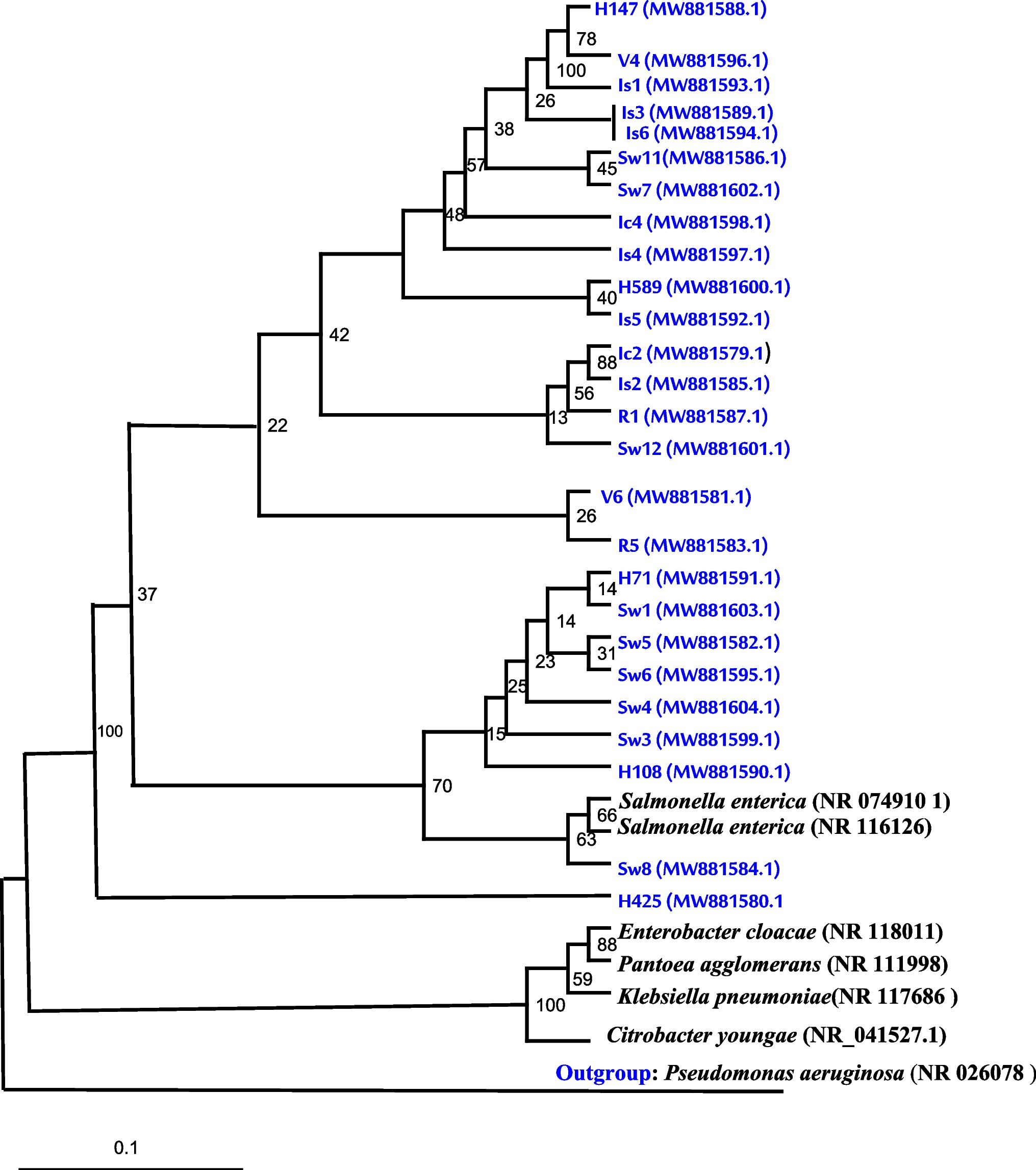 Diversity and antimicrobial susceptibility patterns of clinical and environmental Salmonella enterica serovars in Western Saudi Arabia