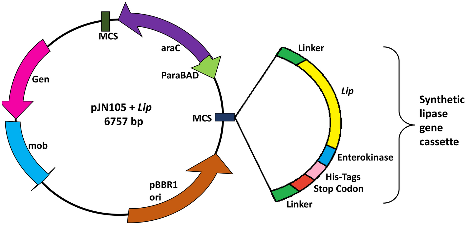 Construction of Pseudomonas aeruginosa SDK-6 with synthetic lipase gene cassette and optimization of different parameters using response surface methodology for over-expression of recombinant lipase