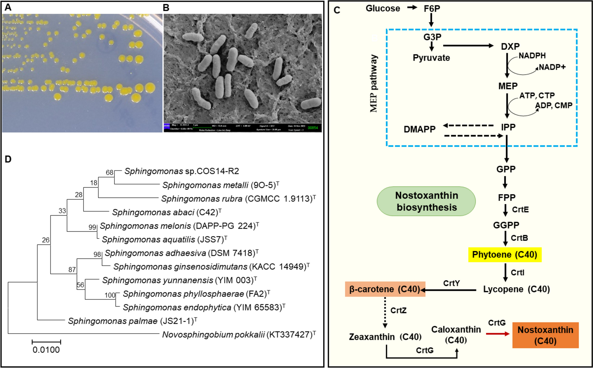 Nostoxanthin Biosynthesis by Sphingomonas Species (COS14-R2): Isolation, Identification, and Optimization of Culture Conditions