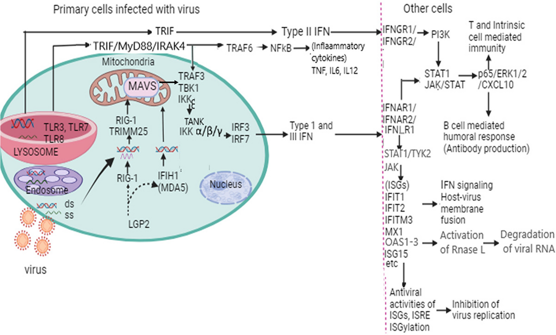 MDA5 Is a Major Determinant of Developing Symptoms in Critically Ill COVID-19 Patients