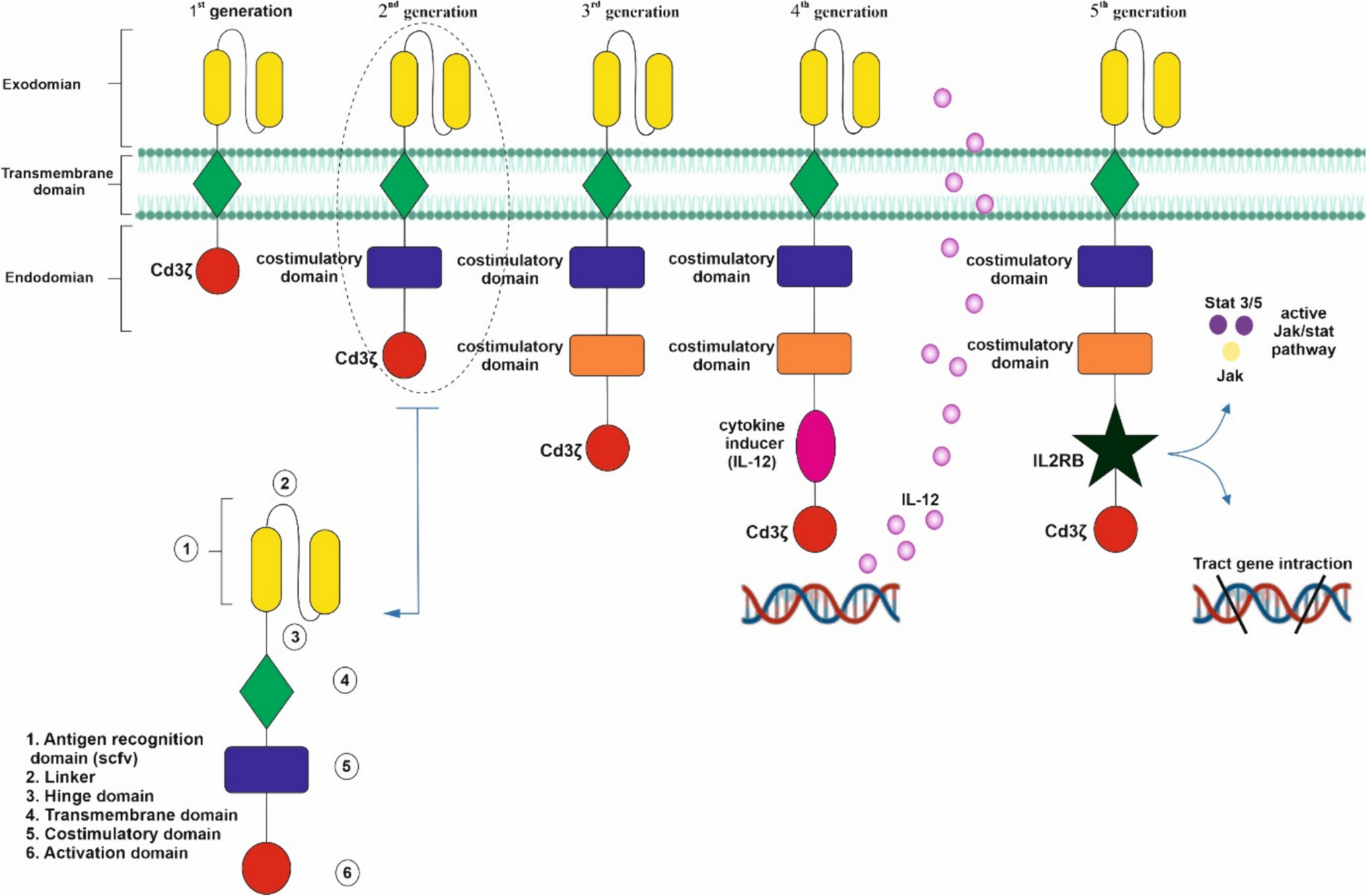 CAR-NKT Cells in Asthma: Use of NKT as a Promising Cell for CAR Therapy