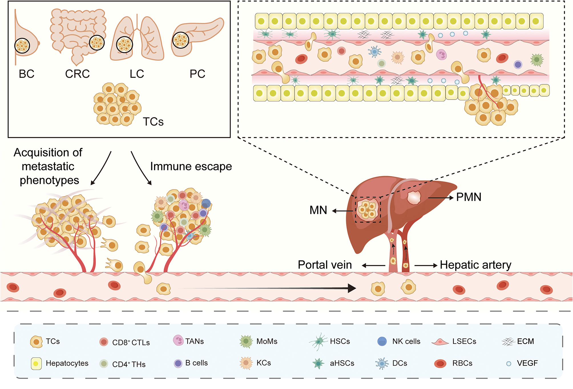 Immune dynamics shaping pre-metastatic and metastatic niches in liver metastases: from molecular mechanisms to therapeutic strategies