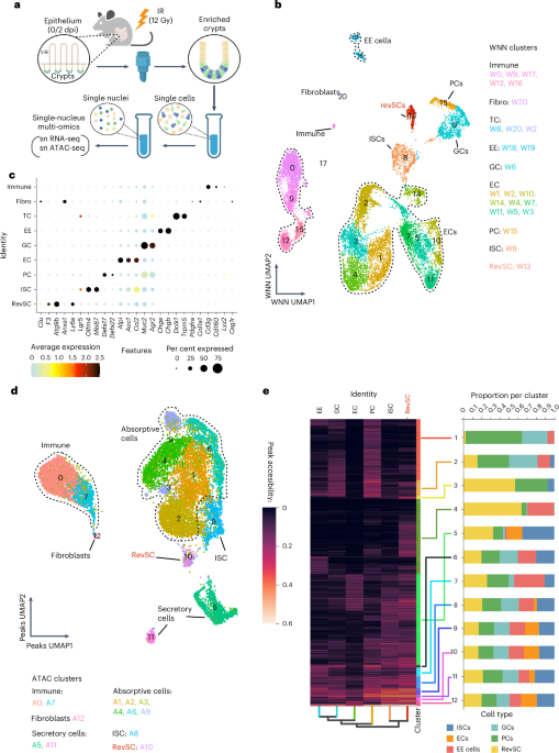 Chromatin remodelling in damaged intestinal crypts orchestrates redundant TGFβ and Hippo signalling to drive regeneration