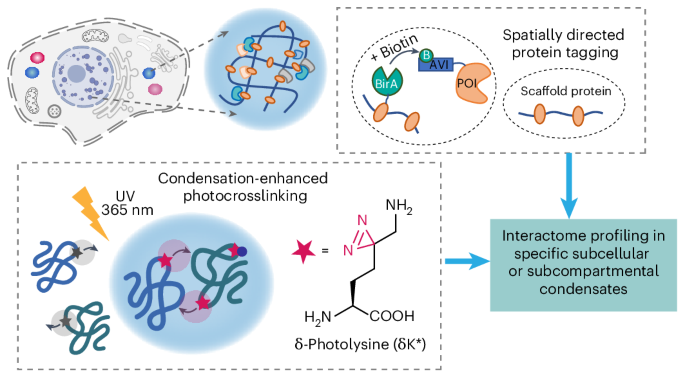 Spatiotemporal protein interactome profiling through condensation-enhanced photocrosslinking