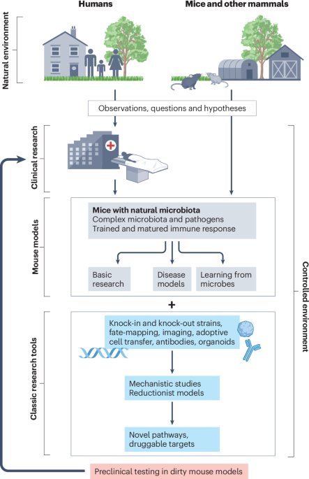 Integrating natural commensals and pathogens into preclinical mouse models