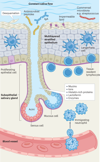 Viral infection and antiviral immunity in the oral cavity