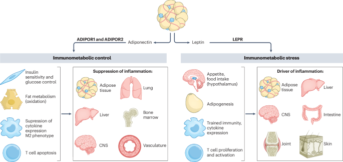 Adipokines: masterminds of metabolic inflammation