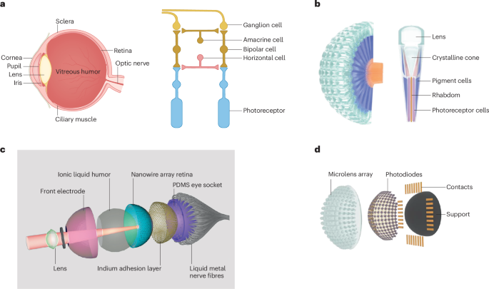 Biomimetic optoelectronics with nanomaterials for artificial vision