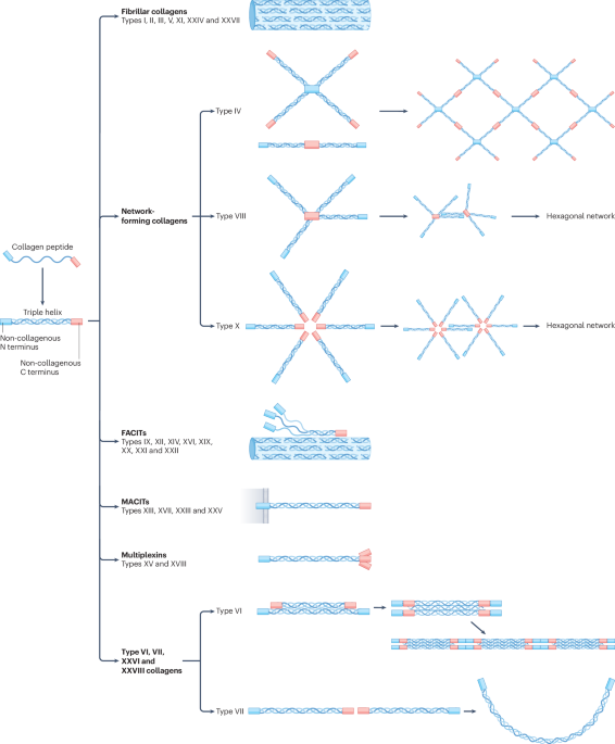 Collagen formation, function and role in kidney disease