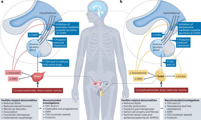 Kidney disease and reproductive health