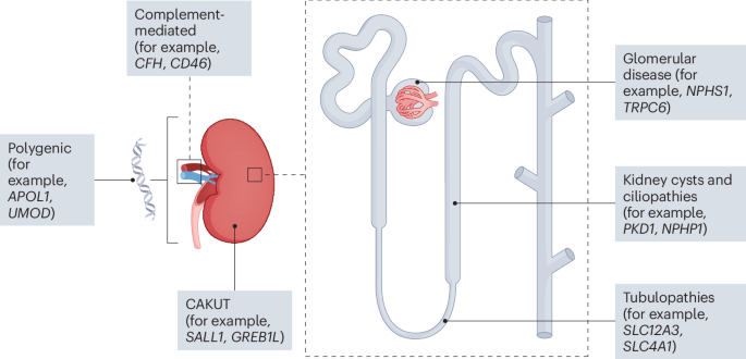 A guide to gene–disease relationships in nephrology