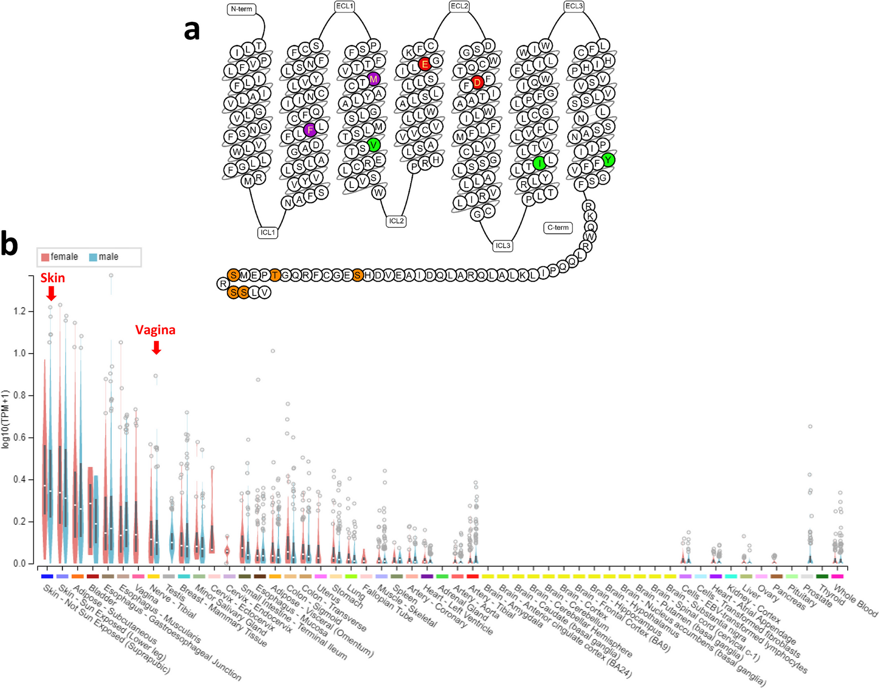 Mast Cells and Mas-related G Protein-coupled Receptor X2: Itching for Novel Pathophysiological Insights to Clinical Relevance