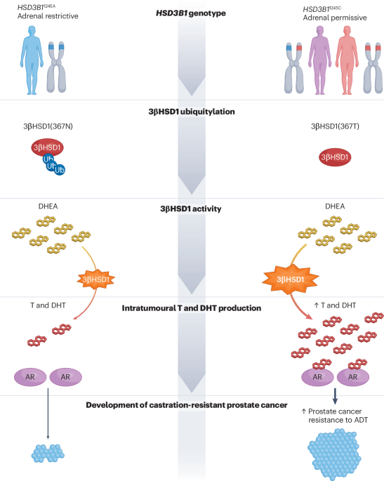 HSD3B1, prostate cancer mortality and modifiable outcomes