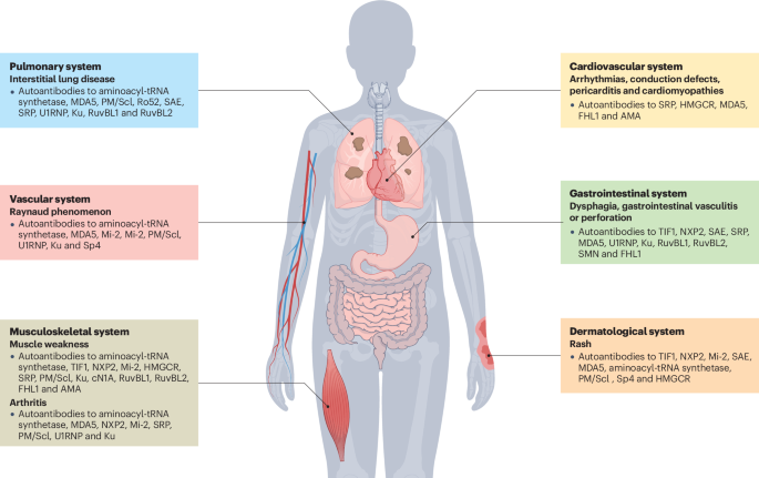 An update on autoantibodies in the idiopathic inflammatory myopathies