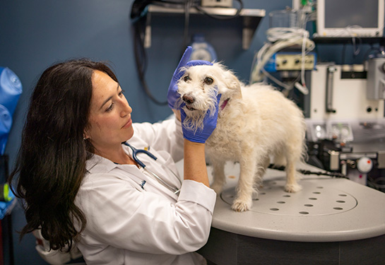 Dogs get head and neck cancers, too