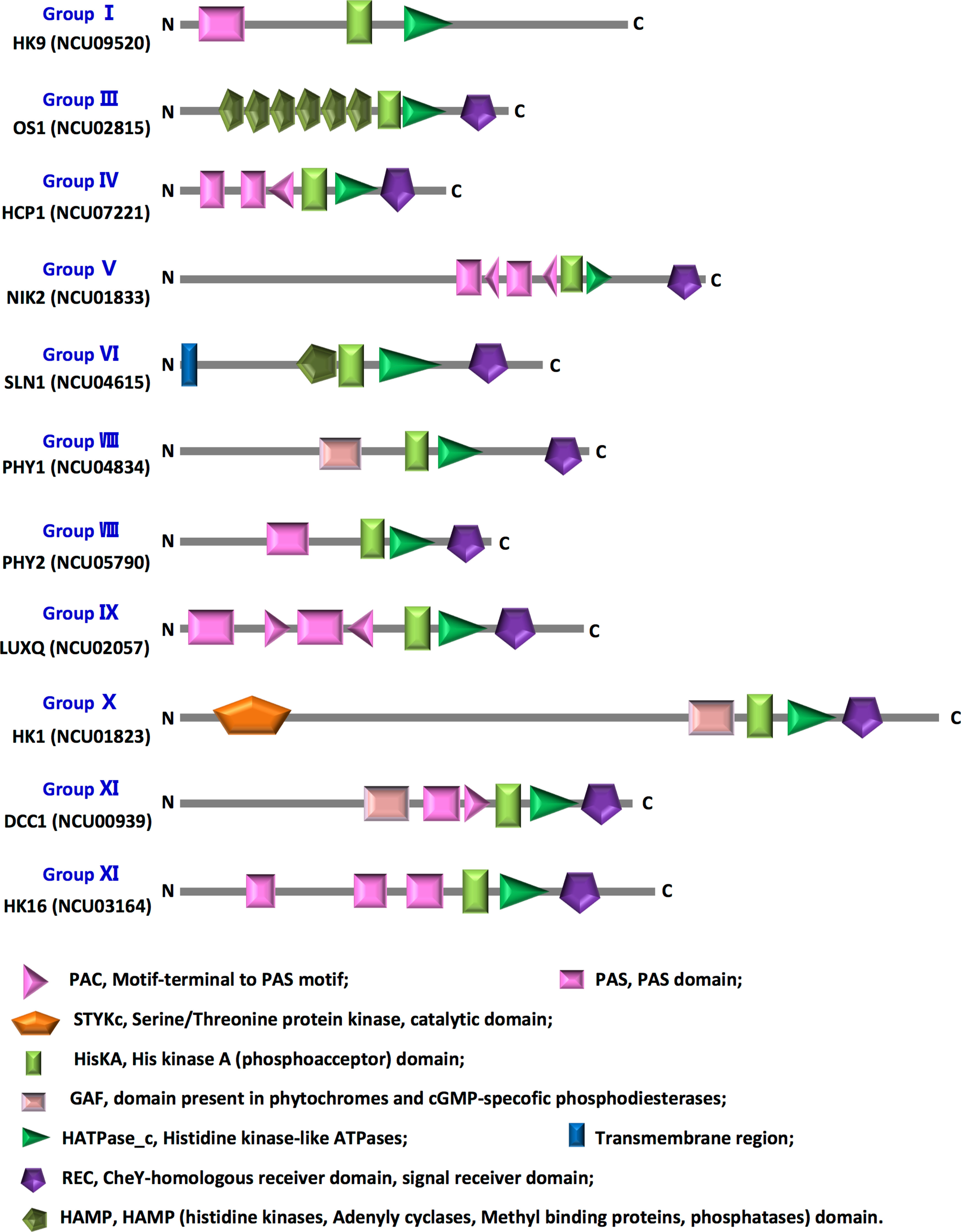 Adaptative responses of Neurospora crassa by histidine kinases upon the attack of the arthropod Sinella curviseta